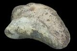 Hadrosaur Toe Bone - Alberta (Disposition #-) #97317-1